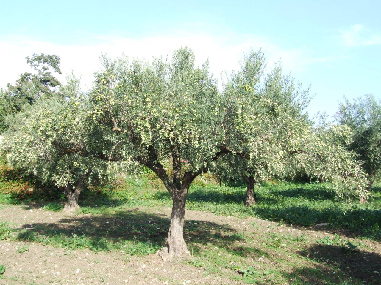 1albero-biancolilla