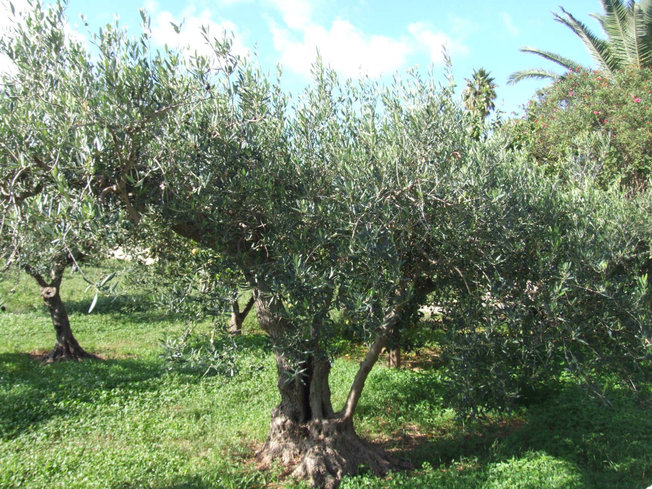 2albero-cerasuola