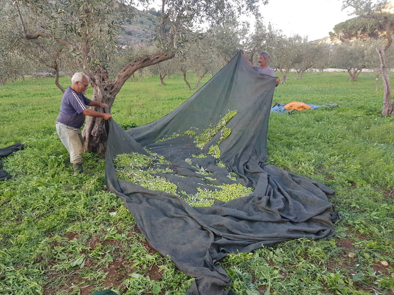 2raccolta-olive
