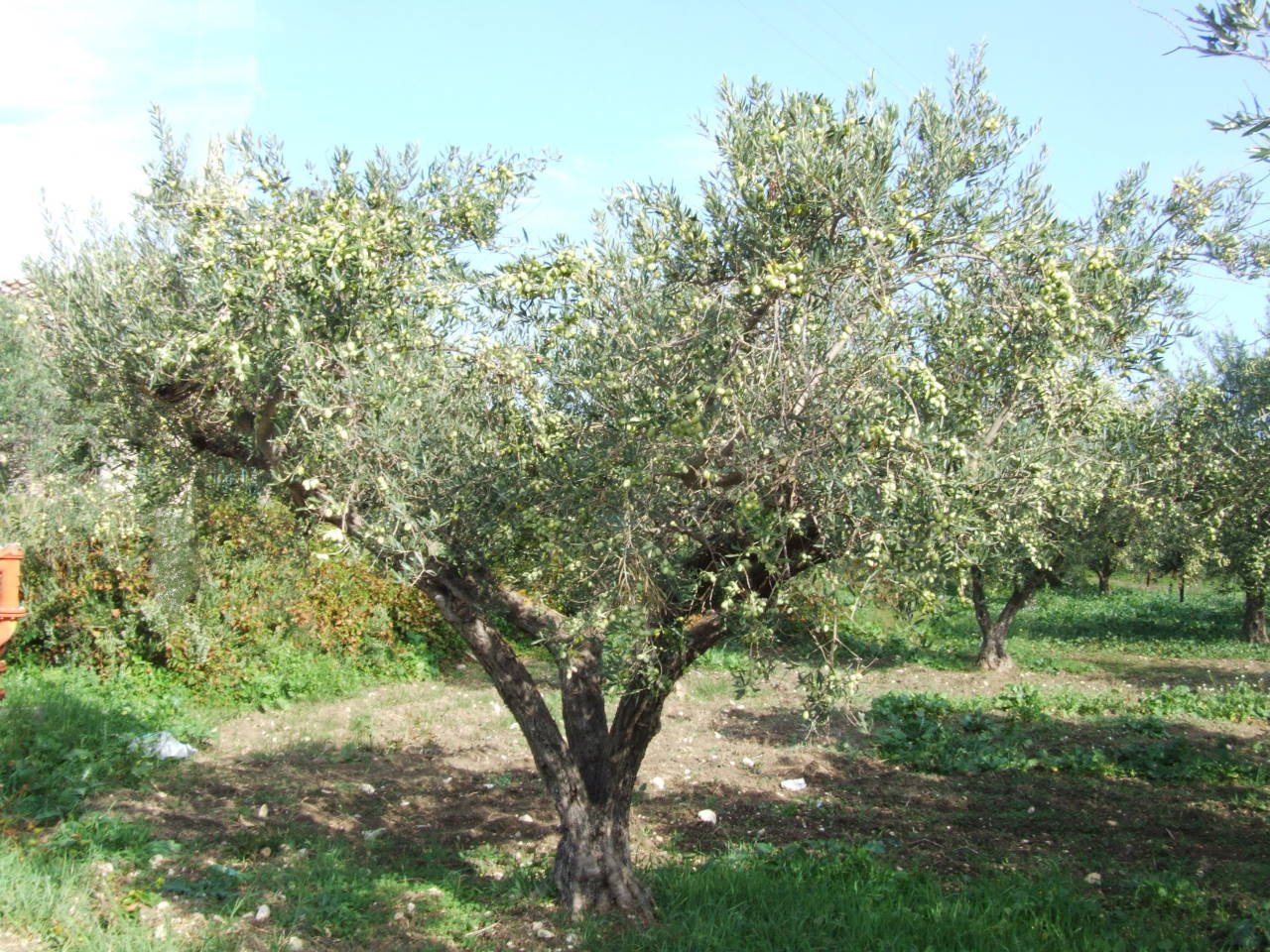 3albero-nocellara