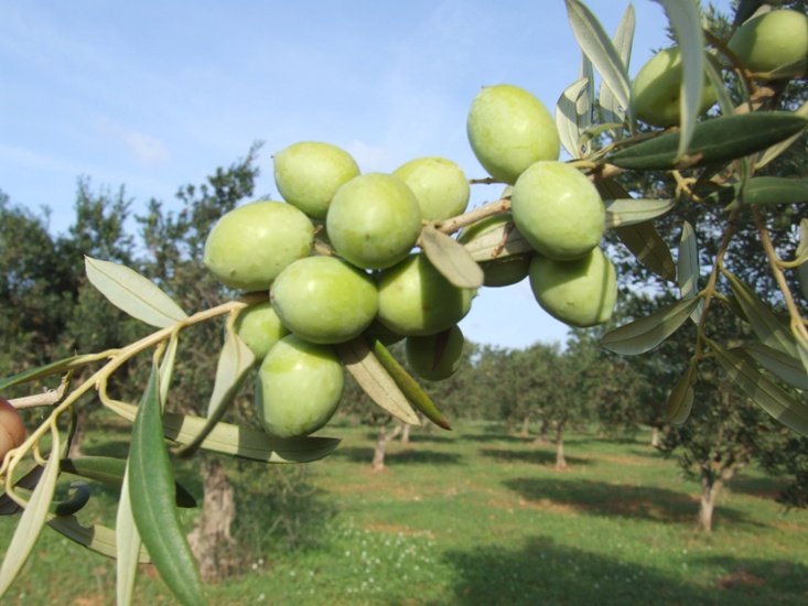 3ramo-olive-verdi